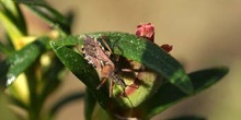 Chinche asesina (Rhinocoris iracundus)