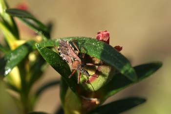 Chinche asesina (Rhinocoris iracundus)