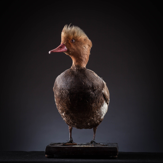 IES_SANISIDRO_MUSEO_Aves_010