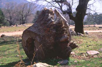 Rebollo / melojo - Tocón (Quercus pyrenaica)