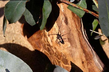 Longicornio del eucalipto (Phoracantha semipunctata)