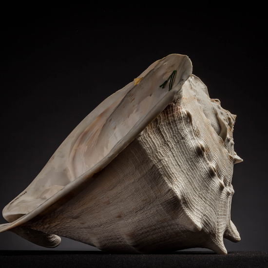 IES_CARDENALCISNEROS_CONCHAS_022