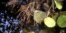 Aliso -Raíz (Alnus glutinosa)