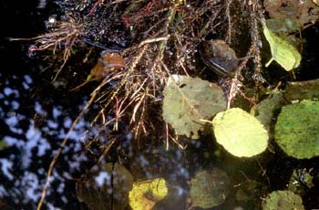 Aliso -Raíz (Alnus glutinosa)