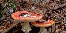 Matamoscas (Amanita muscaria)