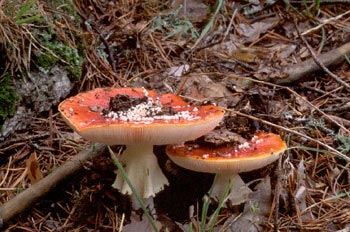 Matamoscas (Amanita muscaria)