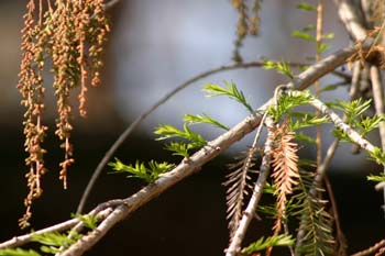Ahuehuete o Ciprés Calvo - Hojas y conos masc viejos (Taxodium m