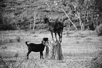 Cabras, Favela Horizonte Azul, Sao Paulo, Brasil