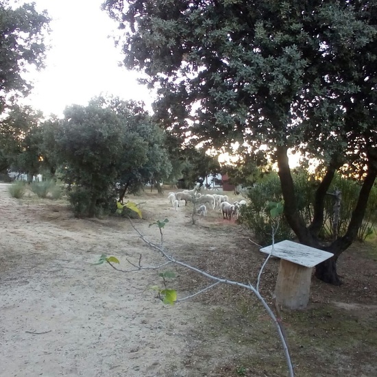 Granja Escuela 1º y 2º EP día 25_1 14