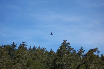 Costa Esquimalt, Victoria