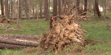 Pino resinero - Agresión (Pinus pinea)