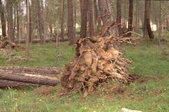 Pino resinero - Agresión (Pinus pinea)