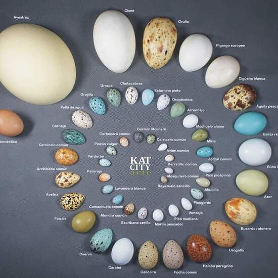 Huevos de aves