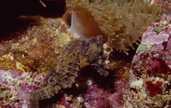 Caballito de mar (Hippocampus sp.)