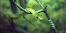 Mamba verde (Dendroaspis viridis)