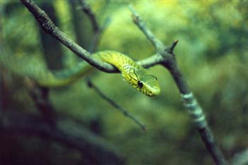 Mamba verde (Dendroaspis viridis)