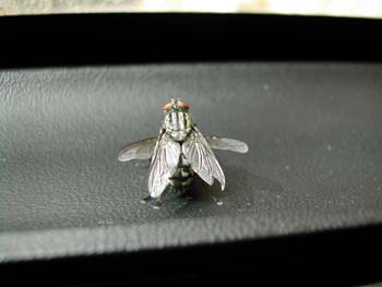 Mosca de la carne (Sarcopcophaga carnaria)