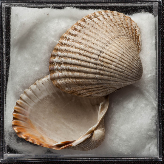 IES_ISABELLACATOLICA_BIOLOGIA_427