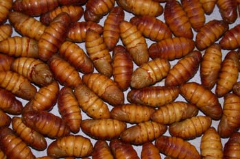 Larva