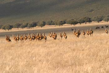 Ciervo común (Cervus elaphus)