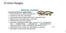 Tema 2 Moneras, protoctistas y hongos (III): Reino Hongos