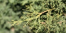 Ciprés - Hojas (Cupressus sempervivens)