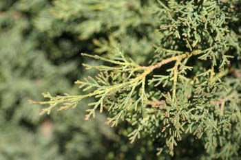 Ciprés - Hojas (Cupressus sempervivens)