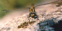 Libélula cernícalo (Onychogomphus uncatus)