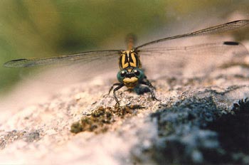 Libélula cernícalo (Onychogomphus uncatus)