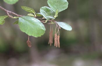 Aliso - Fruto (Alnus glutinosa)