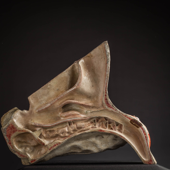 IES_CARDENALCISNEROS_ANATOMIA_MODELOS_022