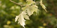 álamo blanco - Hojas (Populus alba)