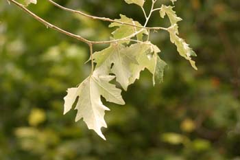 álamo blanco - Hojas (Populus alba)