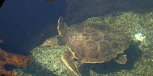 Tortuga boba (Caretta caretta)