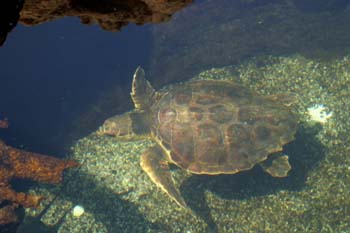 Tortuga boba (Caretta caretta)