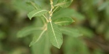 Sauce blanco - Hojas (Salix alba)