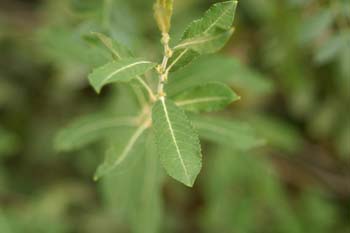 Sauce blanco - Hojas (Salix alba)