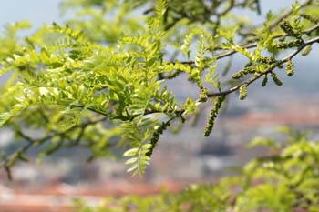 Acacia de tres espinas - Flor (Gleditsia triacanthos)