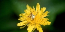 Araña cangrejo (Misumena sp.)