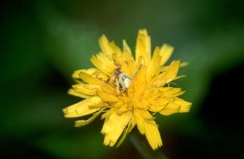 Araña cangrejo (Misumena sp.)