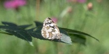 Medioluto (Melanargia galathea)