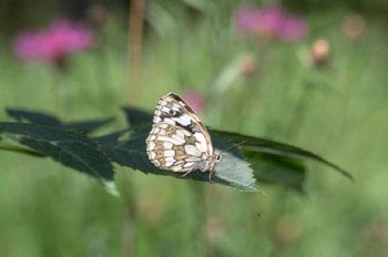 Medioluto (Melanargia galathea)