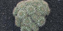 Mammillaria magnimamma