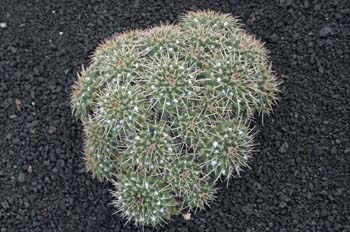 Mammillaria magnimamma