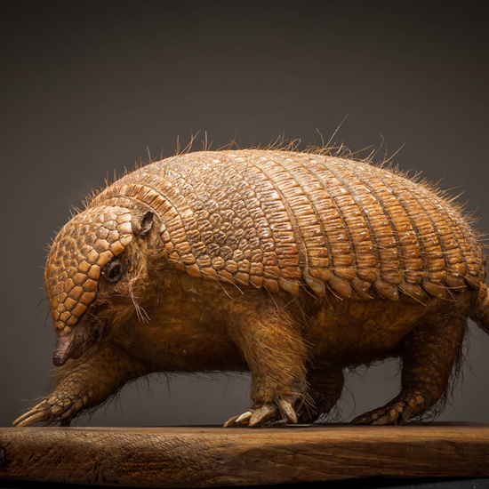 IES_ISABELLACATOLICA_BIOLOGIA_237