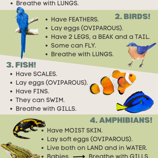 Vertebrate Animals (infografía)_Laura Jiménez Sánchez