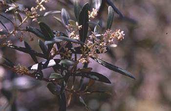 Olivo - Flor (Olea europaea)
