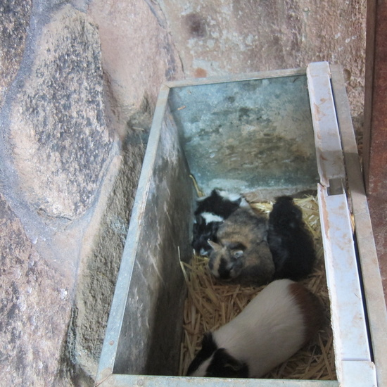 Granja Escuela Educación Infantil Curso 2017-18 40