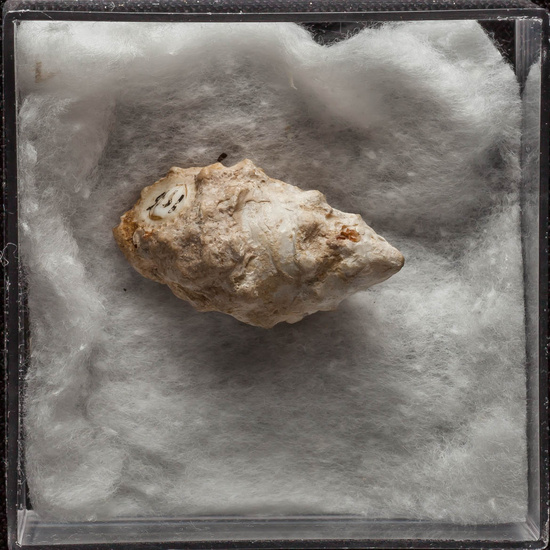 IES_ISABELLACATOLICA_BIOLOGIA_341