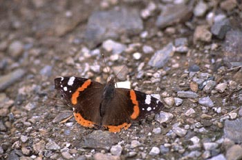 Vanesa atlanta (Vanessa atalanta)